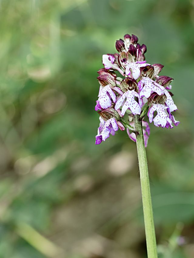 Orchis purpurea - Lungiana